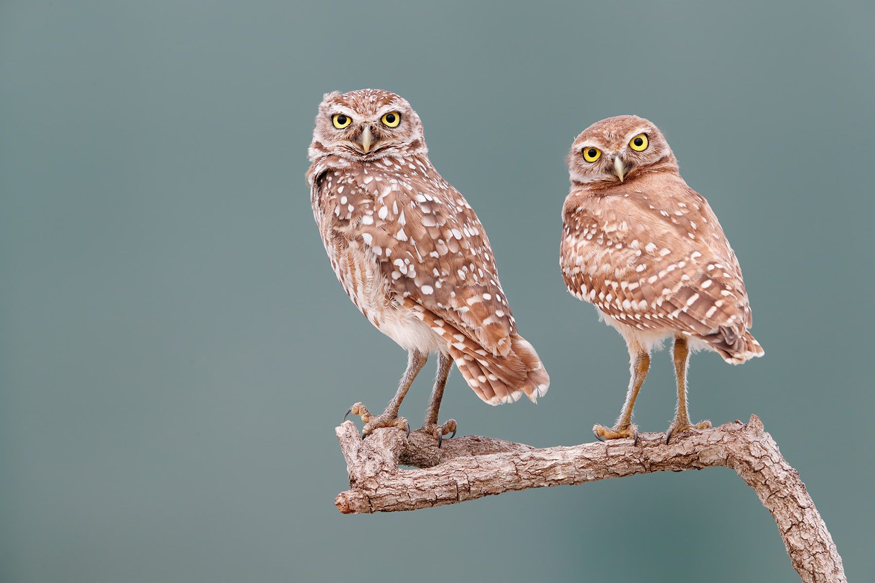 Burrowing owls on perch with turquois bkgd II_A3I0268-Boca Raton Airport, FL, USA.jpg