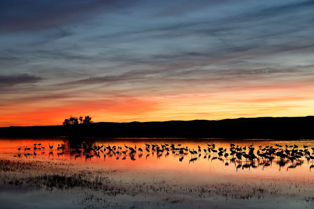 Sunset-over-the-crane-pool_S6A8777-Bosque-del-Apache-NWR,-San-Antonio,-NM,-USA.jpg