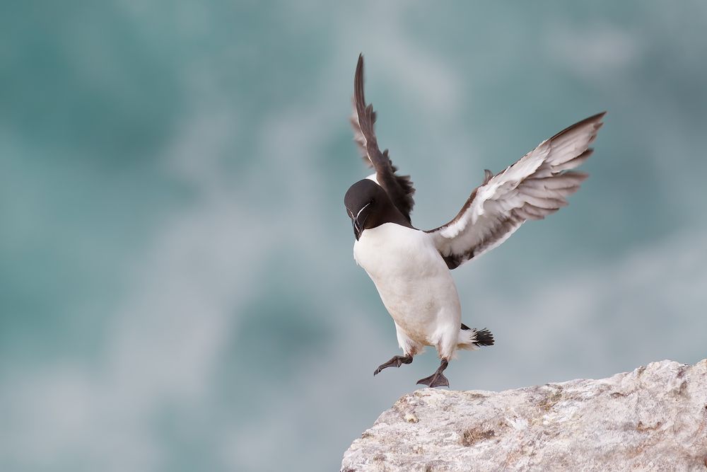 Razorbill-landing-on-rock-edge-II_44A2600-Latrabjarg,-West-Iceland.jpg