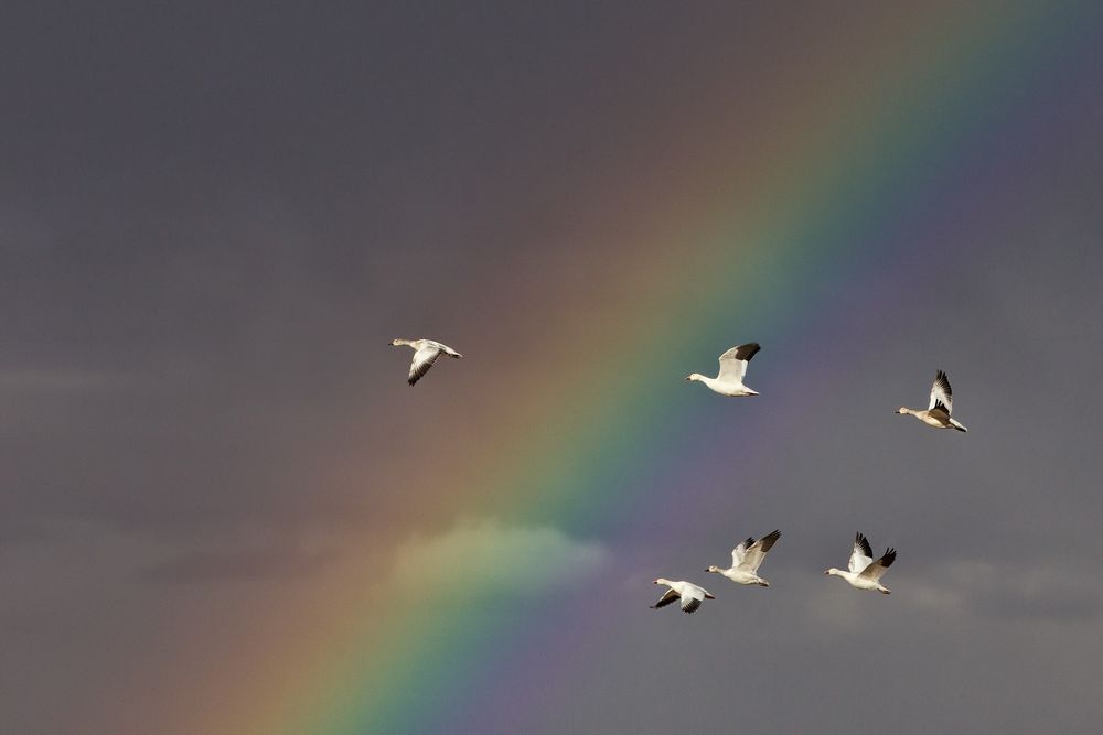 Snow-geese-flying-through-rainbow-update_E07G3089-Bosque-del-Apache-NWR,-San-Antonio,-NM-Edit.jpg