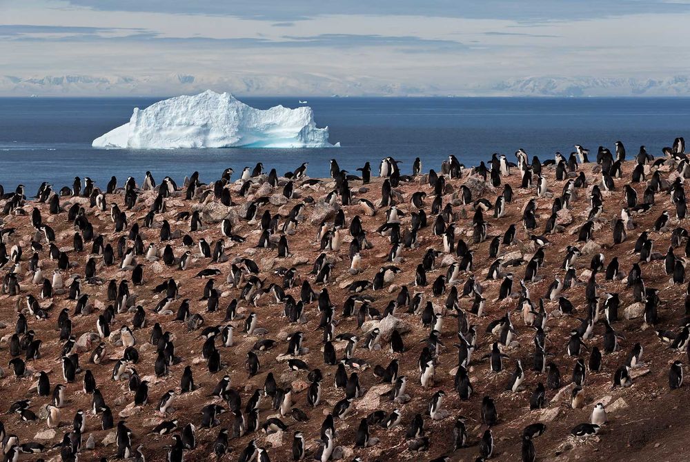 Chinstrap-Penguin-colony-on-cliff-with-iceberg_E7T4431-Bailey-Head,-Deception-Island,-Antarctica.jpg