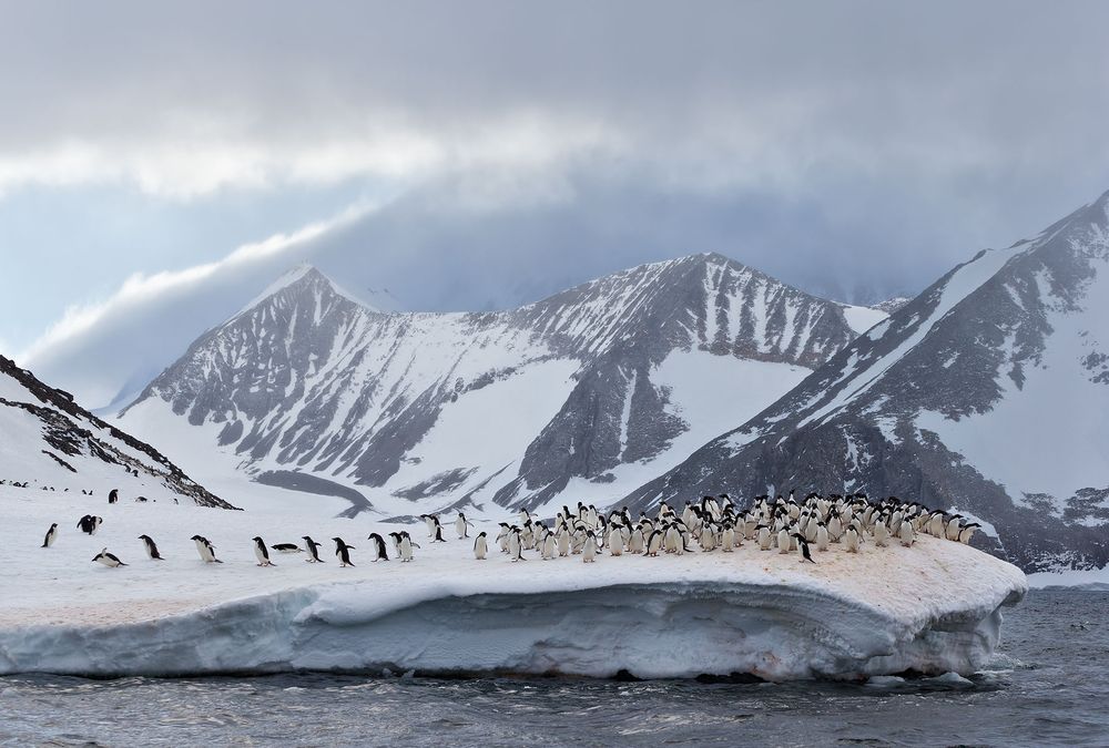 Adelie-Penguins-on-snow-ridge-with-mountain-bkgd-and-water_E7T5823-Hope-Bay,-Antarctica.jpg