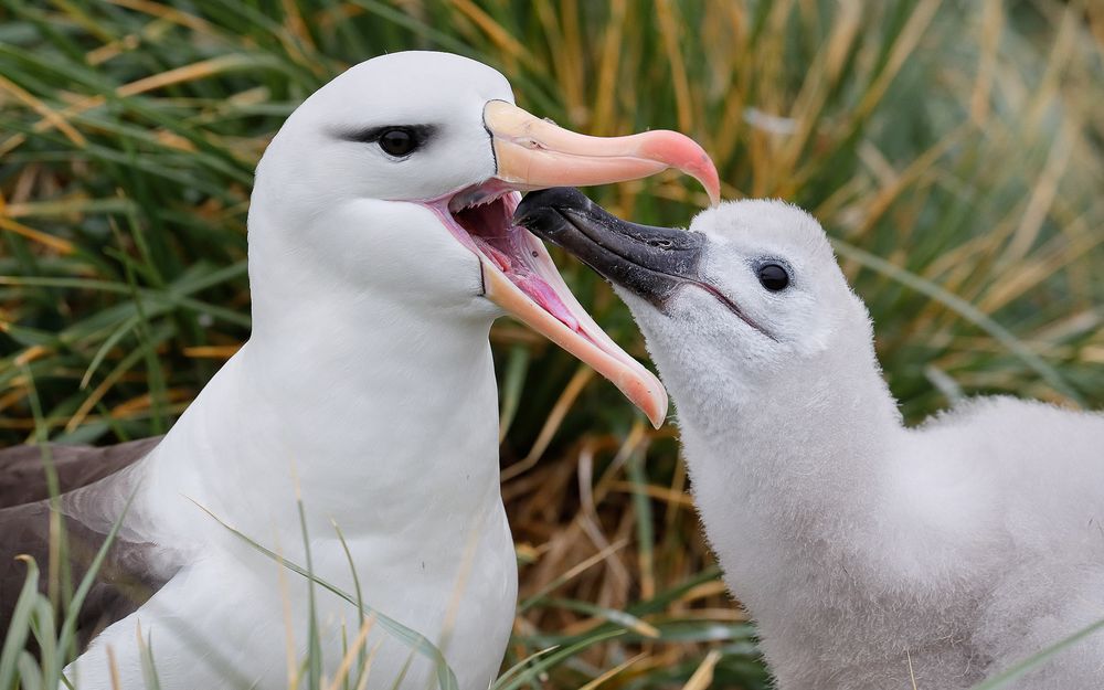 Black browed albatros with chick_A3I3139-West Point Island, Falklands.jpg