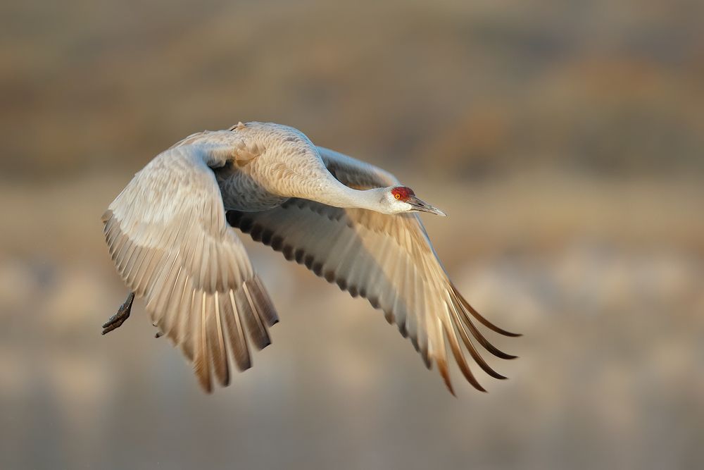Sanhill-crane-leaving-with-wings-forward_44A0118-Bosque-del-Apache-NWR,-San-Antonio,-NM,-USA.jpg