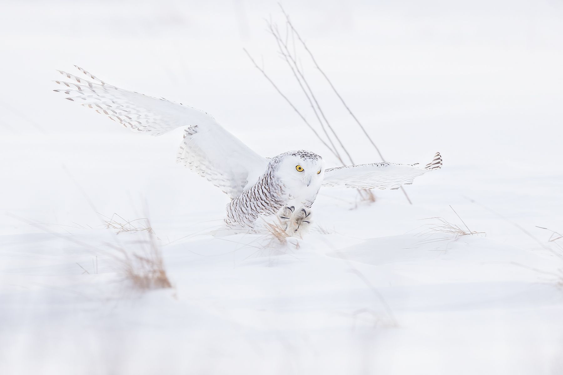 Snowy-owl-with-claws-forward_F0A4207.jpg