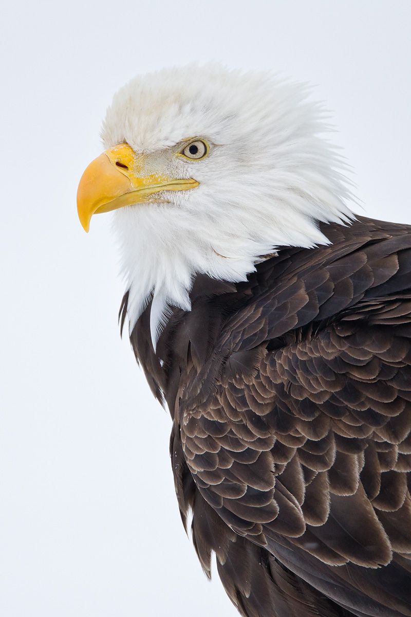 Bald eagle vertical head portrait white bkgd_M7E7251-Kachemak Bay, Homer, AK.jpg