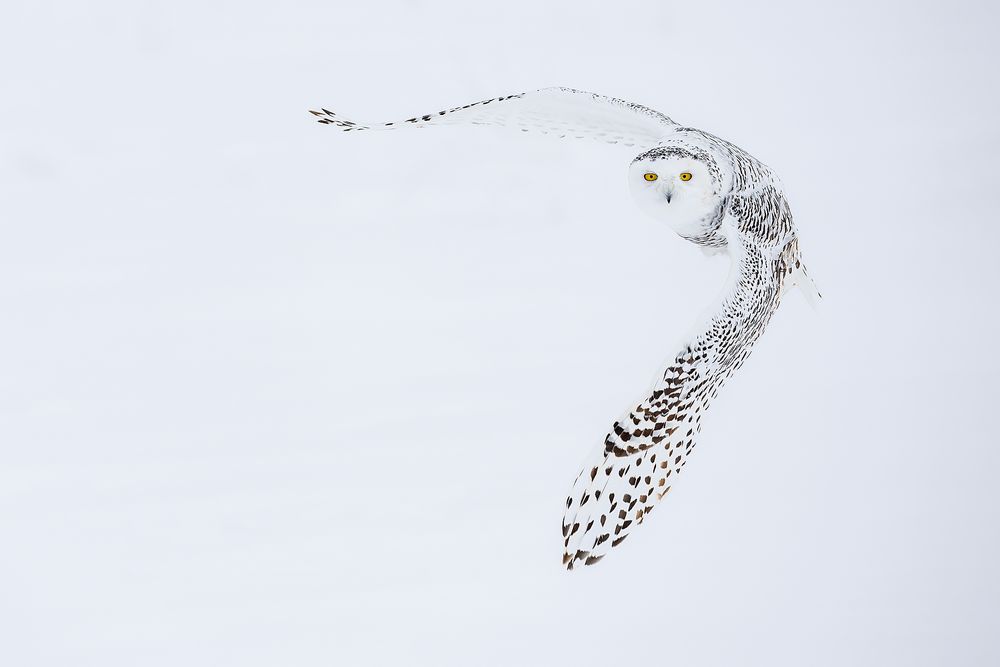 Snowy-owl-banking-white-background_F7A7657.jpg