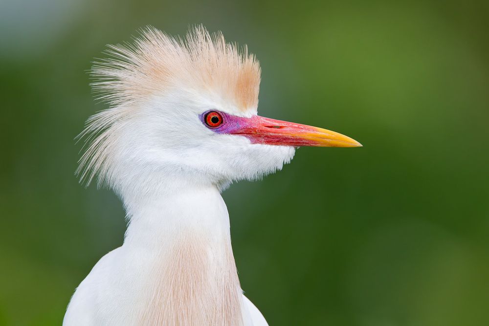 Cattle-Egret-in-breeding-plumage-with-green-bkgd_M7E8426-Gatorland,-Orlando,-FL.jpg