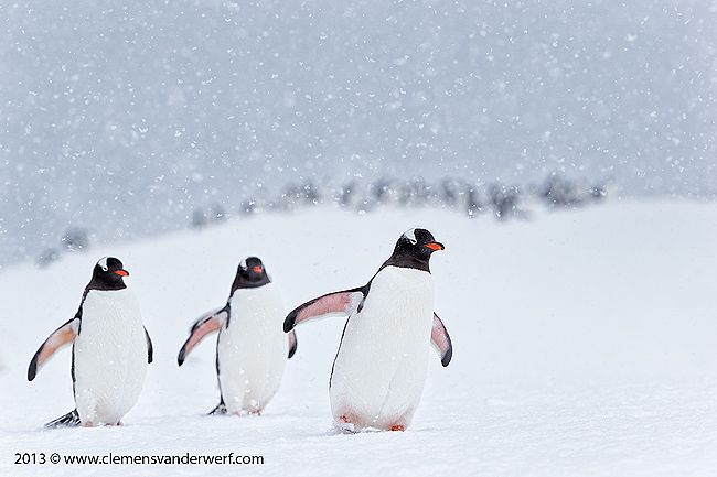 Gentoo-penguins-marching-in-the-snow_E7T7502-Cuverville-Island-Antarctica.jpg