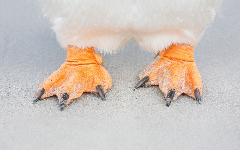 Gentoo penguin feet on the beach_83A3425-West Falkland Island, Falklands.jpg