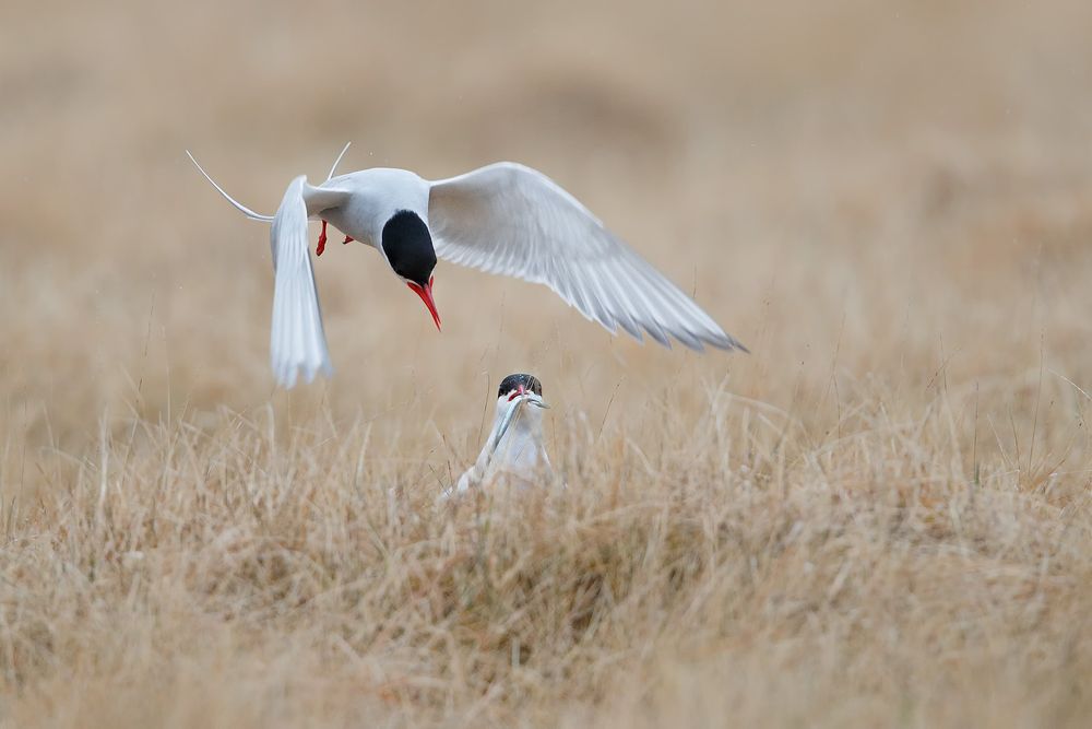 Arctic-terns-with-fish_A3I2172-Arnastapi,-West-Iceland.jpg