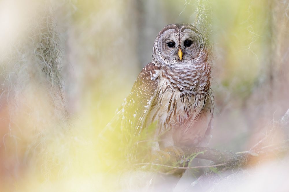Barred-owl-with-out-of-focus-foreground_F0A1561-Blue-Lake-Cypress,-FL,-USA.jpg