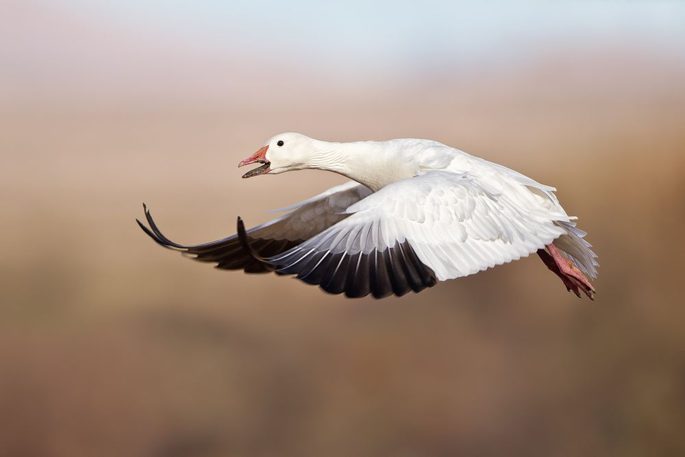 Snow-goose-wings-forward-against-smooth-bkgd_M7E2216-Bosque-del-Apache-NWR,-San-Antonio,-NM.jpg
