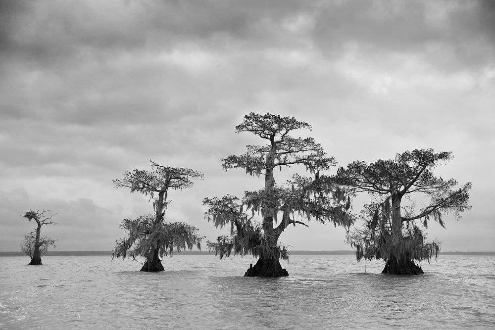 Four cypress trees in the lake_B&W_E4A1574-Atchafalaya Basin, LA, USA.jpg