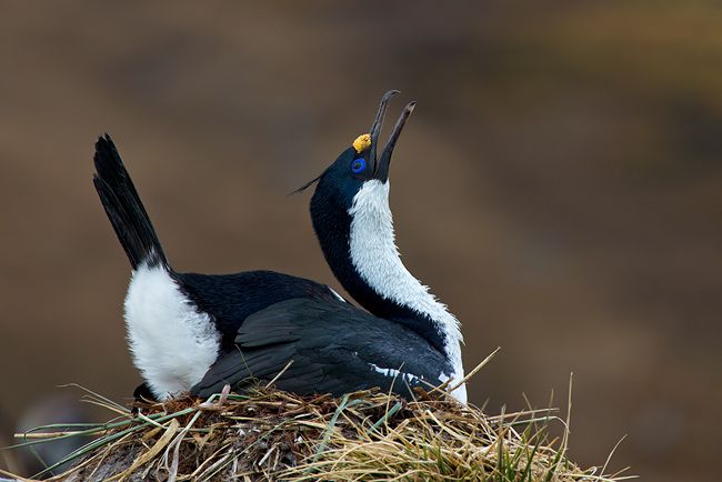 Imperial-Shag-on-nest-with-braun-bkgd_E7T4361-Ocean-Harbour-South-Georgia-Islands.jpg