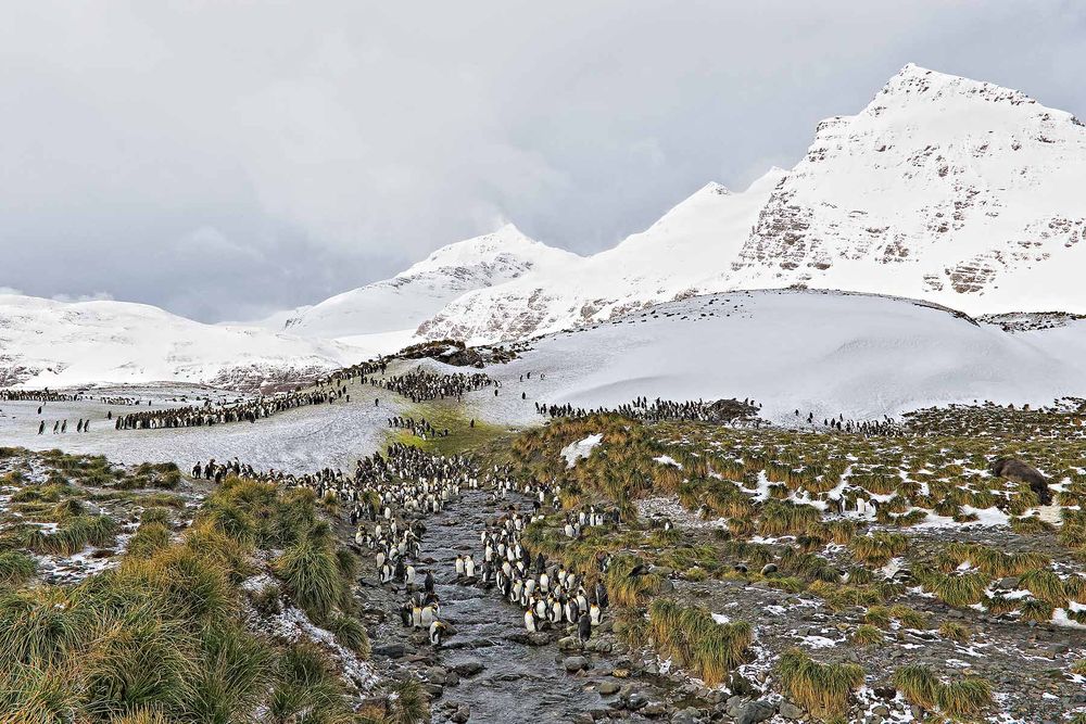 King-Penguin-overview-with-river-HDR_DPP_B8R2820-Salisbury-Plain,-South-Georgia-Islands_HDR.jpg