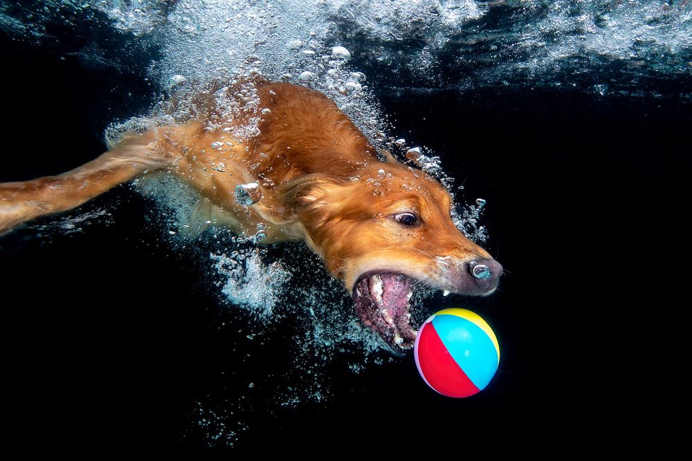 Zevon-with-beach-ball-underwater_83A9233-Dover,-FL,-USA.jpg