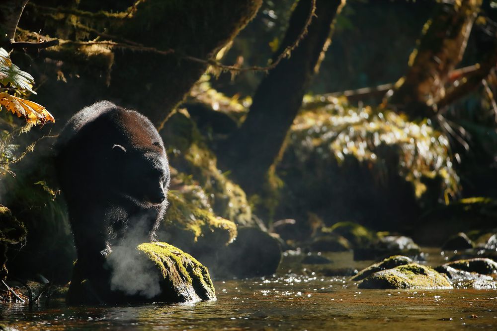 Black-bear-blowing-steam_E7T5099-Gribbell-Island,-British-Columbia,-Canada.jpg