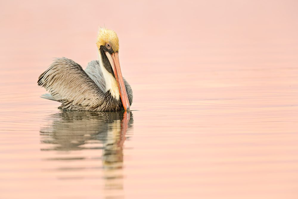 Brown pelican floating in pink morning light_E7T4277-Estero Lagoon, Fort Myers Beach, USA.jpg