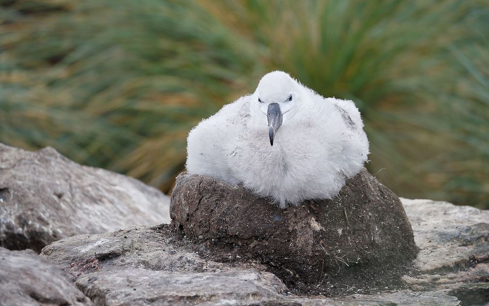 Black browed albatros chick on nest_A3I2637-West Point Island, Falklands.jpg
