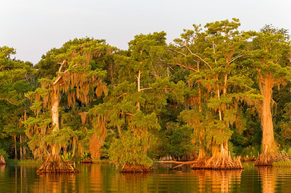 Cypress trees in early morning light_M7E5601-Lake Blue Cypress, FL.jpg
