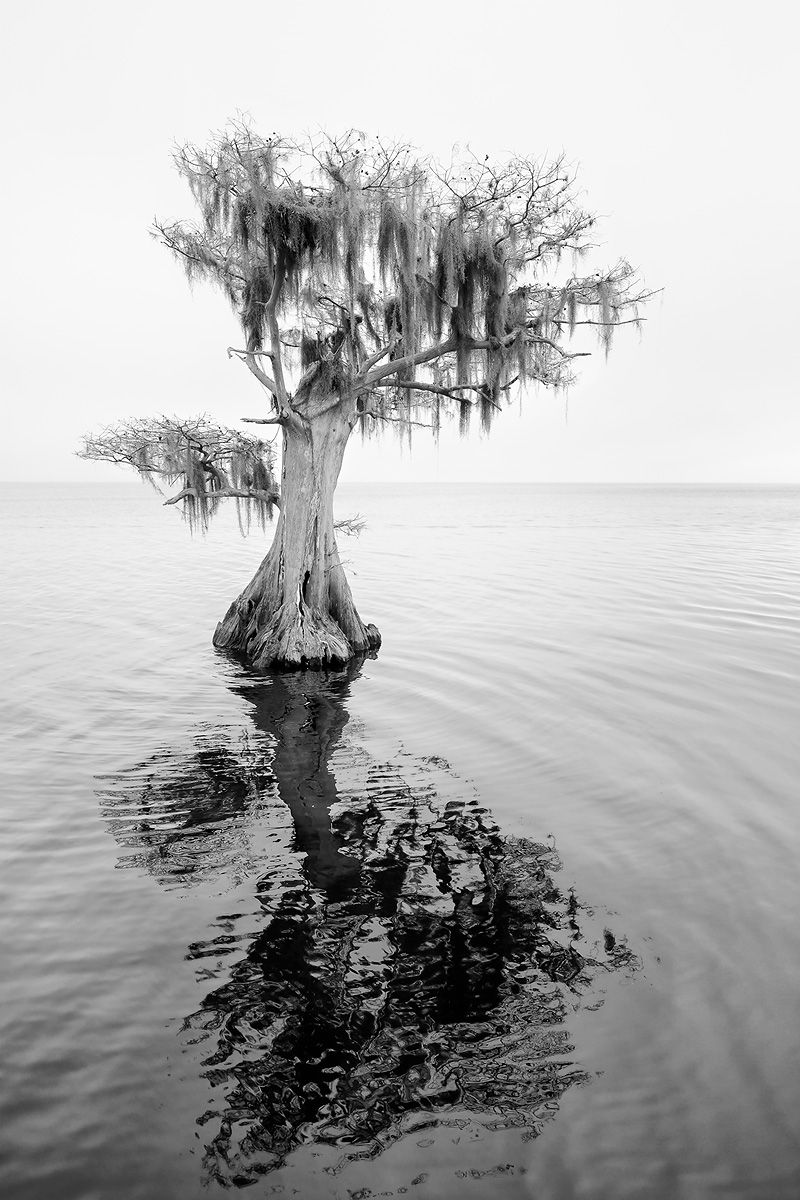 Cypress tree in the lake vertical_B&W_S6A0555-Lake Blue Cypress, FL, USA.jpg