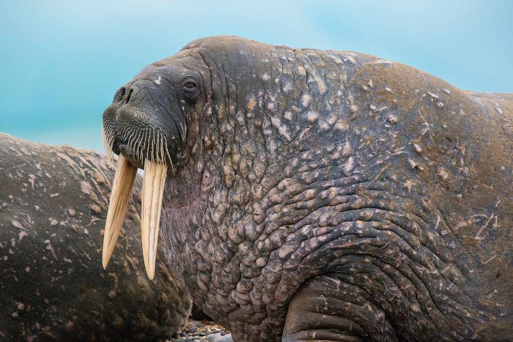 Walrus-head-and-tusk-close-up-_E7T4064-Torellneset,-Svalbard,-Arctic.jpg