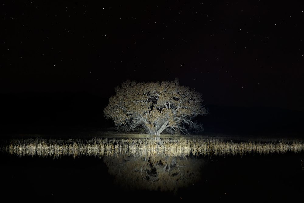 Cottonwood-tree-with-stars_S6A8641-Bosque-del-Apache-NWR,-San-Antonio,-NM,-USA.jpg