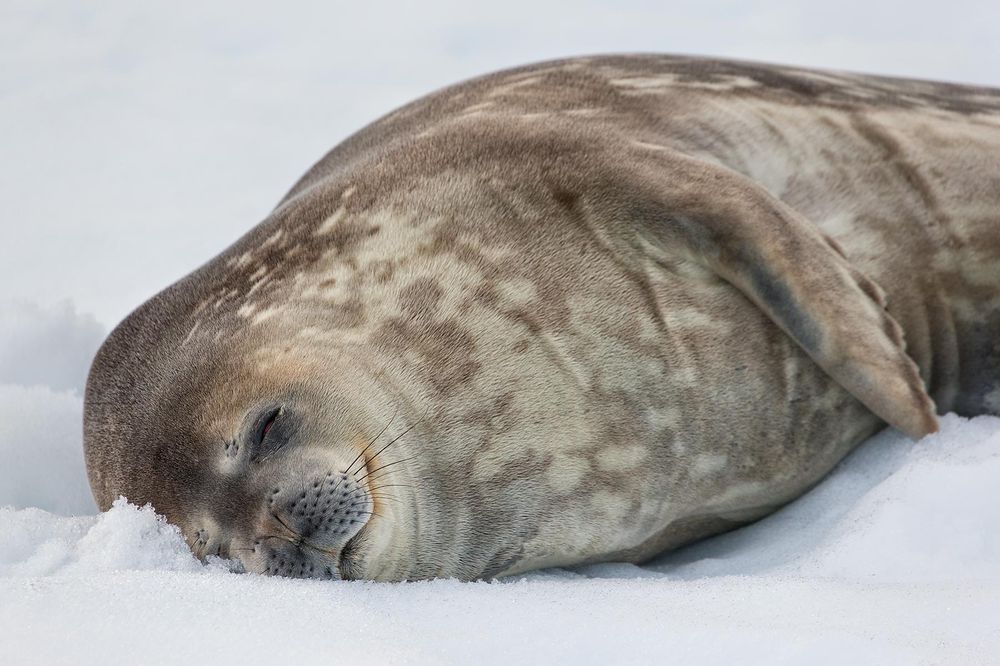 Weddell-Seal-sleeping-in-the-snow_E7T1134-Danco-Island,-Antarctica.jpg