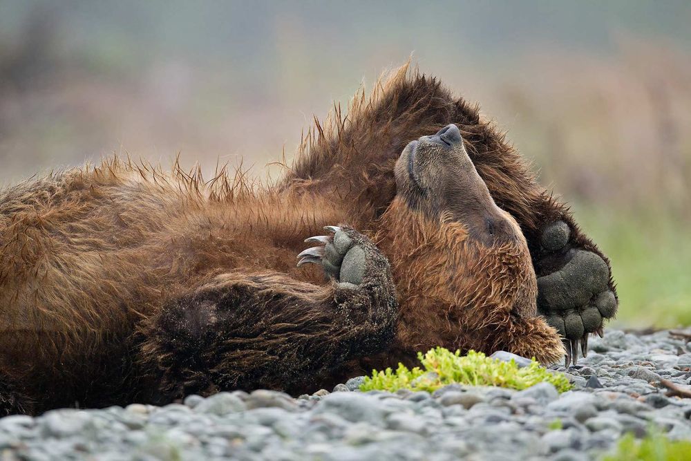 Brown-bear-sleeping-on-its-back_M7E0314-Kubak-Bay,-Katmai-National-Park,-AK.jpg