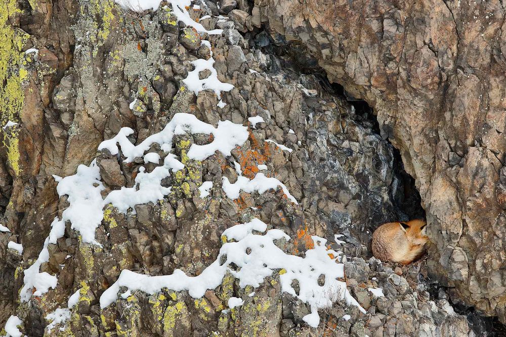 Red-Fox-sleeping_E7T5092-Lamar-Valley,-Yellowstone-National-Park,-WY,-USA.jpg