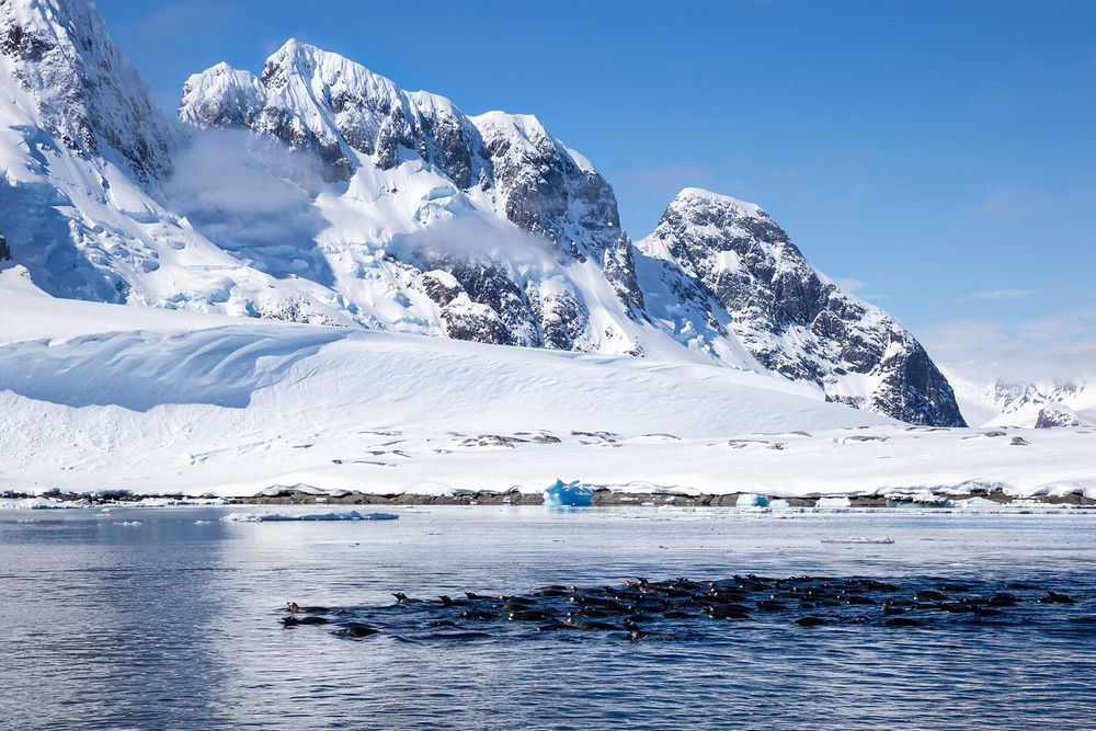 Gentoo-penguins-swimming_B8R6921-Lemaire-Channel,-Gerlache-Strait,-Antarctica.jpg