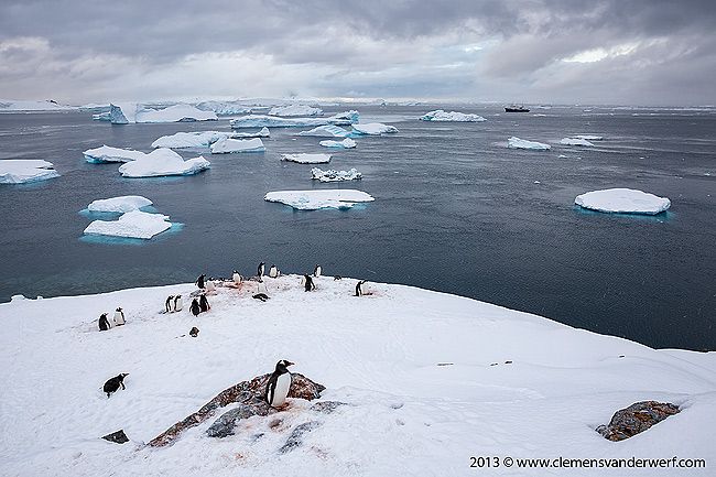 Gentoo-penguins-overlooking-icebergs_S6A0297-Cuverville-Island-Antarctica.jpg