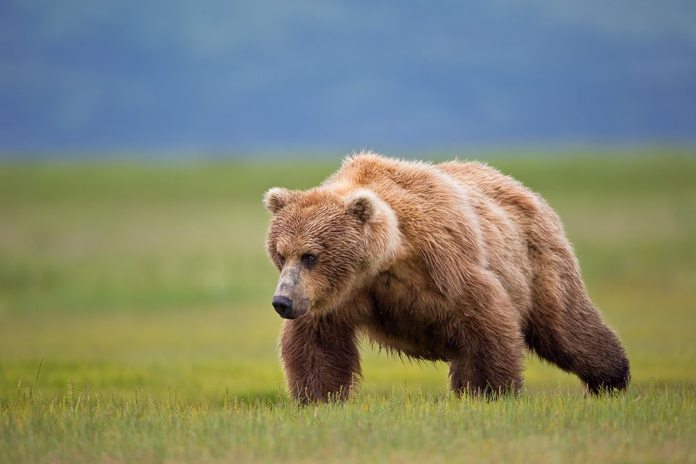 Coastal Brown Bear against blue green bkgd_W7C8054-Hallo Bay, Katmai NP, AK.jpg