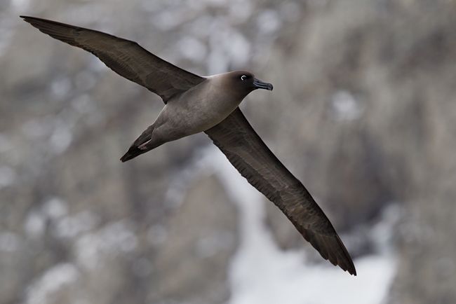 Light-Mantled-Sooty-Albatross-flying-against-mountain-backdrop-BM7E1150-Elsehul-South-Georgia-Islands.jpg