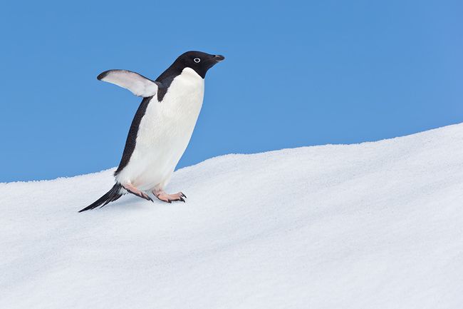Adelie-Penguin-walking-on-snow-with-blue-sky_E7T1670-Detaille-lsland-Antarctica.jpg