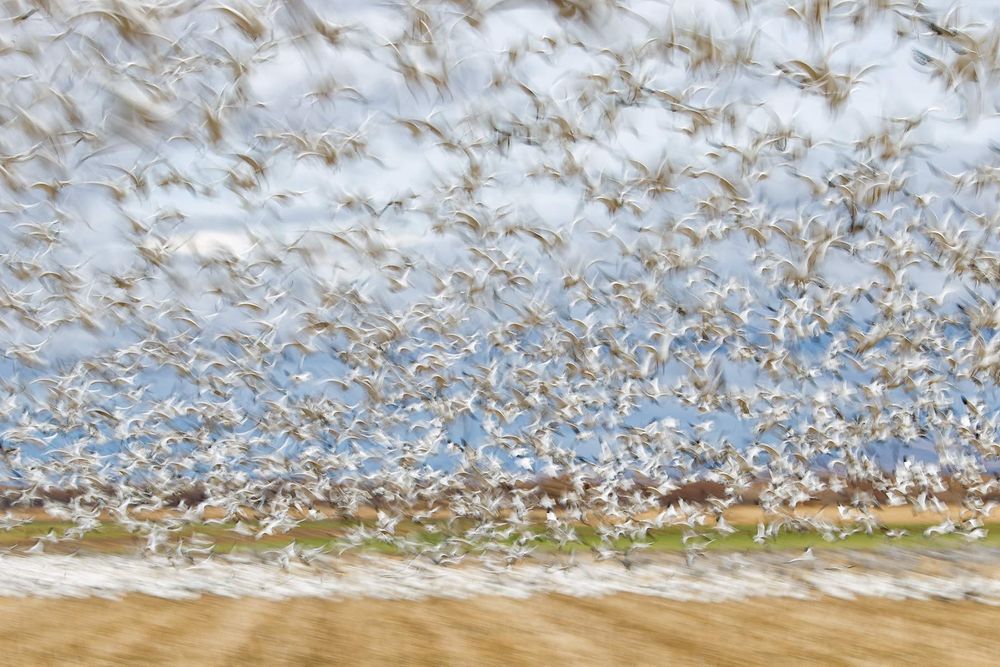 Snow-geese-blast-off-blur_E07G4427-Bosque-del-Apache-NWR,-San-Antonio,-NM.jpg