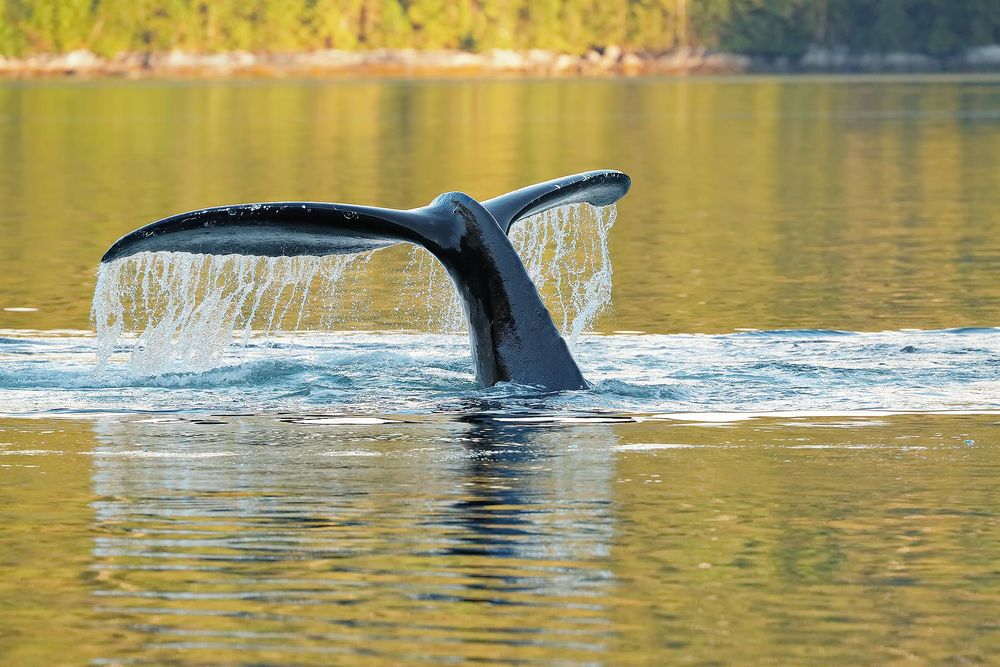 Humpback-whale-fluke-in-golden-water_A3I2251-Gribbell-Island,-British-Columbia,-Canada.jpg
