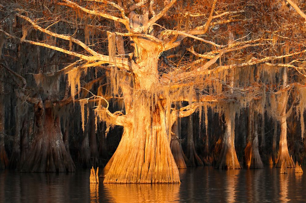 Cypress tree in last light_A3I2221-Lake Fausse Point, Atchafalaya Basin, LA, USA.jpg
