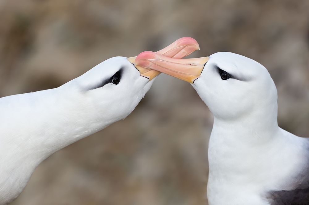 Black-bowed-Albatrosses-clapping-bills_B8R7269-New-Island,-Falkland-Islands.jpg