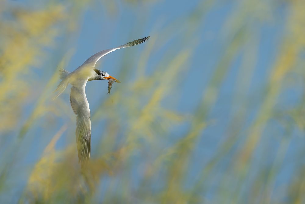 Royal-tern-and-sea-oats_A1B6472-Huguenot-Memorial-Park,-Jacksonville,-FL,-USA.jpg