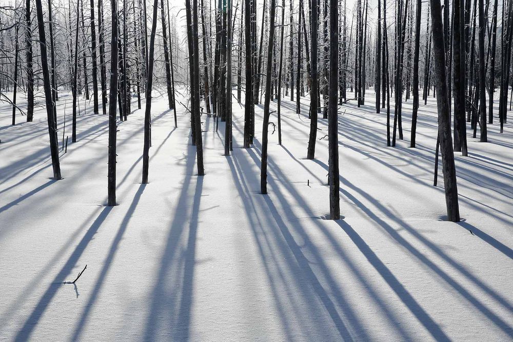 Sunlight-and-shadows-among-trees-and-snow_S6A6620-Yellowstone-National-Park,-WY,-USA.jpg