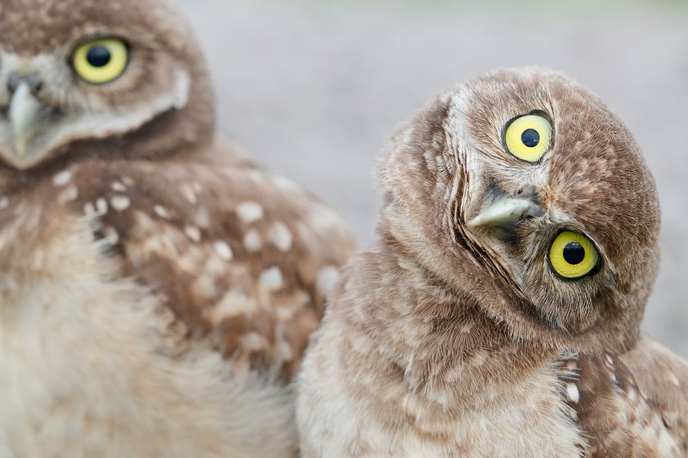 Burrowing owl looking crooked_A3I9291- Boca Raton Airport, FL, USA.jpg