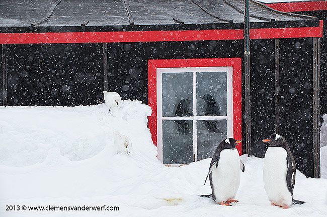 Gentoo-penguin-reflection-in-window_E7T7914-Port-Lockroy-Antarctica.jpg