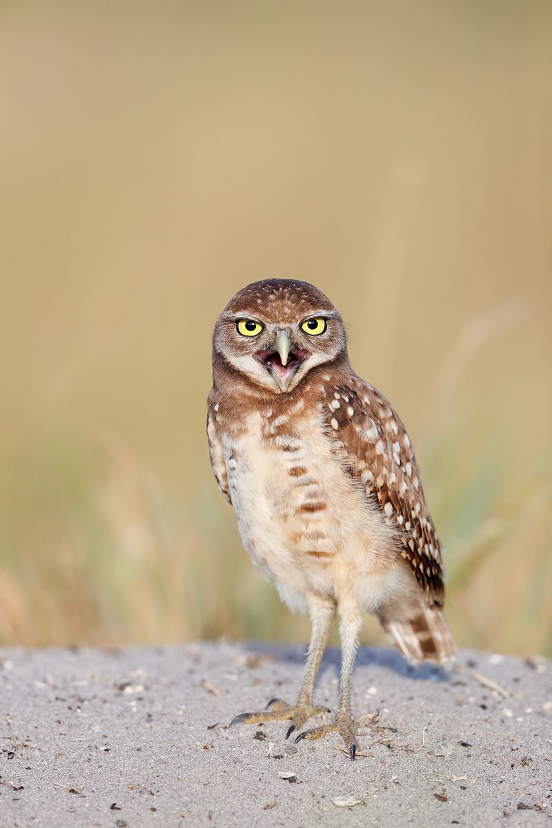 Burrowing owl chick vertical_A3I0910-Boca Raton Airport, FL, USA.jpg