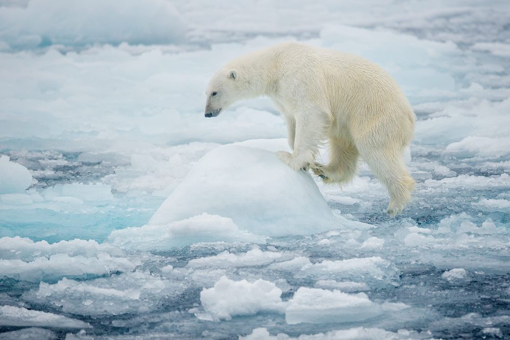 Polar-bear-climbing-on-piece-of-sea-ice_B8R4792-Sea-ice-at-81-degree-North,-Svalbard,-Arctic.jpg