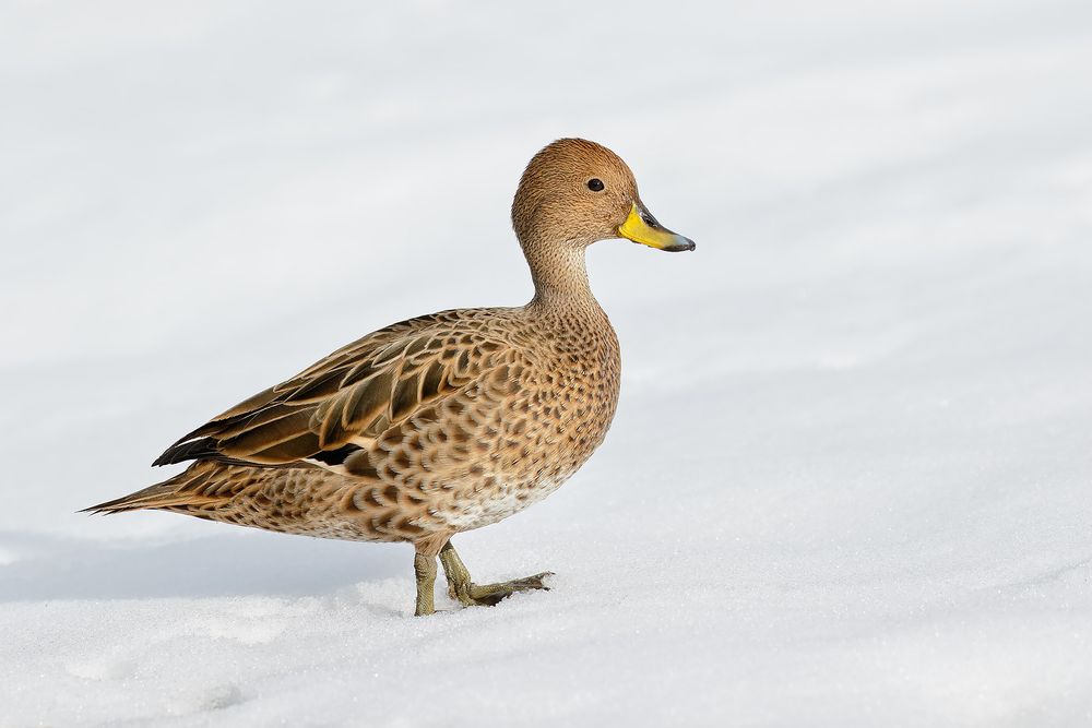 South-Georgia-Pintail-in-the-snow_44A4123-Gryviken,-Cumberland-Bay,-South-Georgia-Islands,-Southern-ocean.jpg