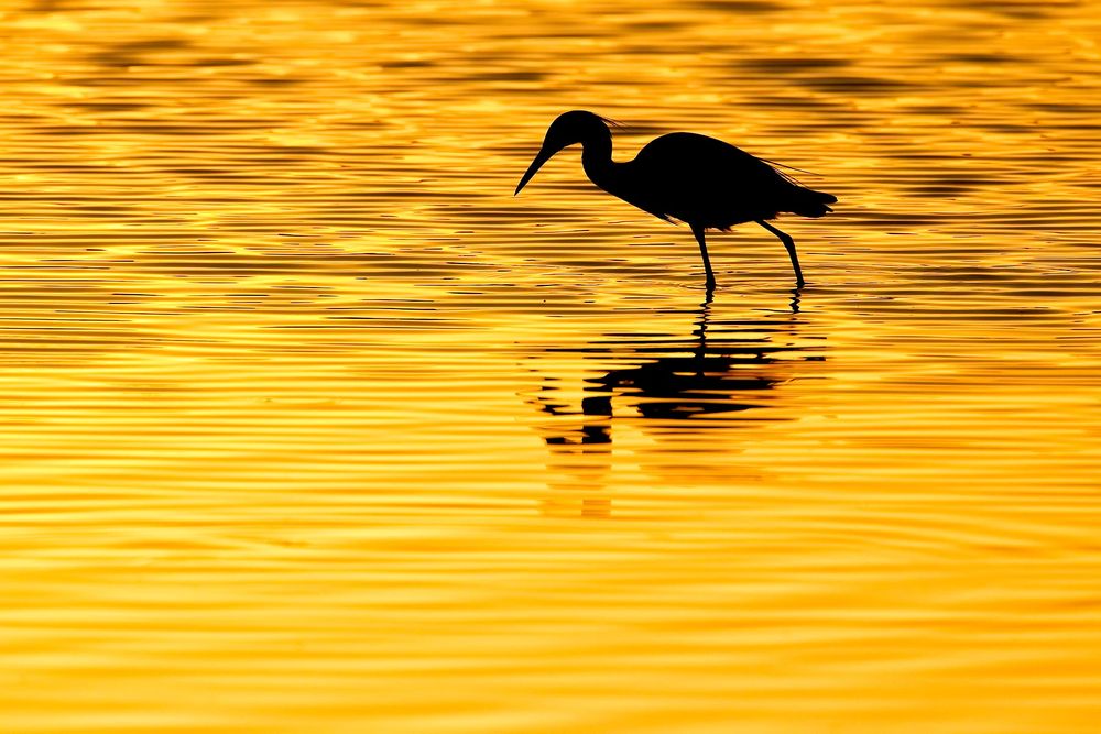 Snowy-Egret-silhouette-in-morning-light-12100030-Sanibel-Island,-FL.jpg