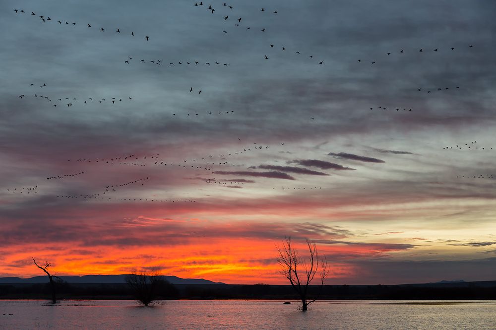 Sunrise-with-orange-sky-and-geese-flying_S6A8514-Bosque-del-Apache-NWR,-San-Antonio,-NM,-USA.jpg