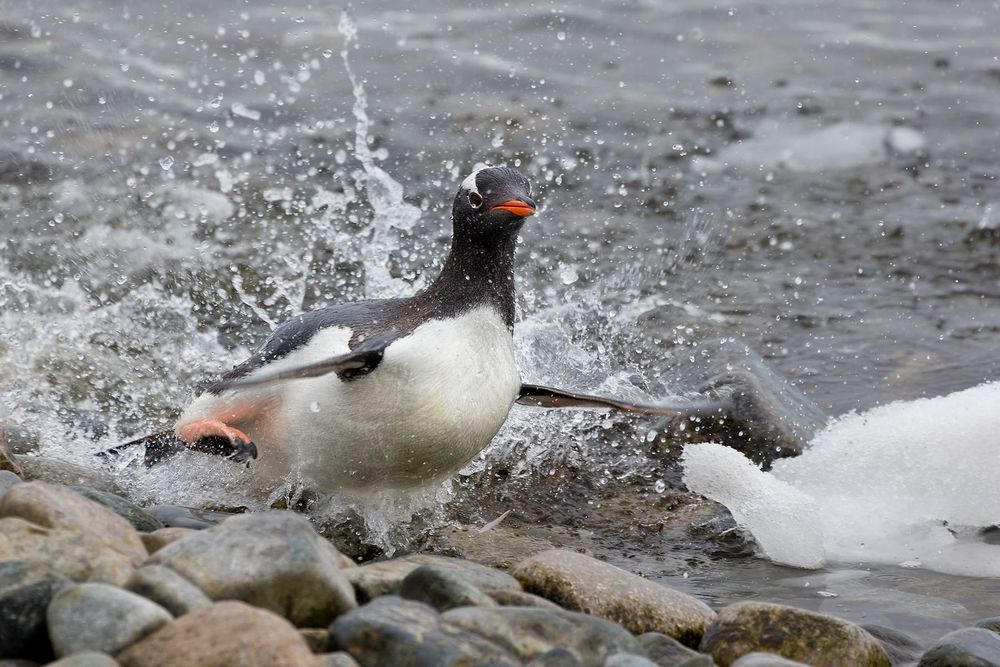 Gentoo-Penguin-jumping-out-of-the-water_E7T1141-Cuverville-Island,-Antarctica.jpg